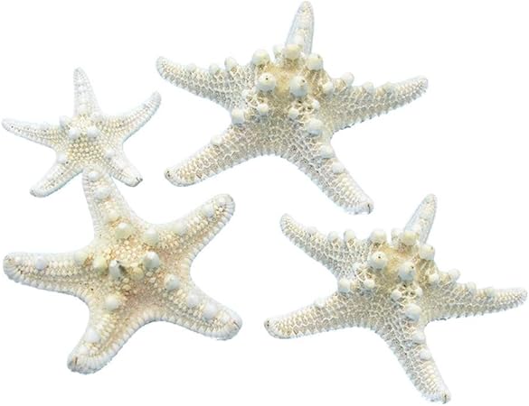 Amosfun 4pcs Coquilles D Etoiles De Mer Naturelles Pour Theme