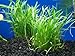 Micro Sword Aquarium Live Plant - Easy Foreground Carpet Plant