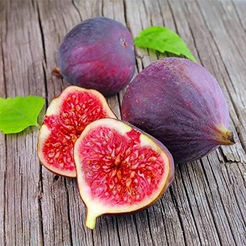 5PCS Sweet Fig Seeds Bonsai Sweet Honey Fig Seed Tree Organic Fruits and Vegetables DIY Home Gardens Fragrant Courtyard Perennial Flower for Home Garden