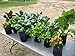 Root Pouch Degradable Pot Bundle of 25, 1 Gallon - 18 - 24 Month