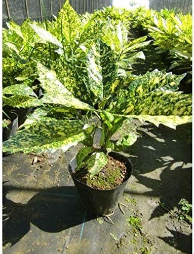 Amazon 送料無料 30本 セット 植木 フイリアオキ 斑入りアオキ 15 0ｐ 樹高 0 3ｍ前後 30本 植木 苗木 シンボルツリー 生垣 Diy 工具 ガーデン
