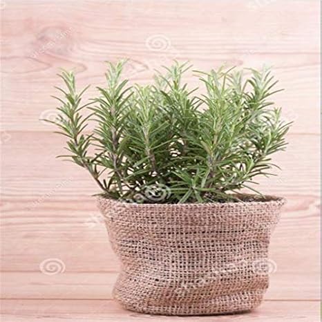 Amazon Co Jp 急成長ホームガーデン園芸装飾や装飾品キッチン調味屋外のためにローズマリーの花盆栽 300 ホーム キッチン
