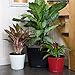 Window Garden Aquaphoric Self Watering Planter (11”) + Fiber Soil = Foolproof Indoor Home Garden. Modern Decorative Planter Pot for House Plants, Flowers, Herbs, Vegetables, Tropical. Easy