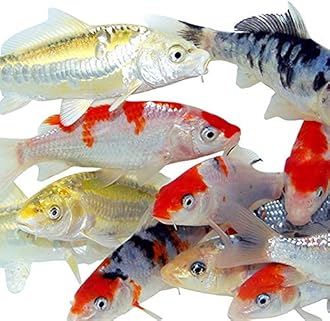 Toledo Goldfish Standard Fin Koi, Variety of Colors and Patterns - Beautiful Live Fish Perfect for Ponds, Tanks, and Aquariums - 6-8 Inches, 3 Count