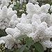 25 White Japanese Lilac Seeds (Extremely Fragrant)/ primary
