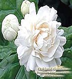 Pikake Flowers Fragrance Oil - Tropical rich, lush floral blend of pikake, jasmine and gardenia will remind you of just stepping off the plane in Honolulu - By Oakland Gardens