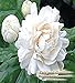 Pikake Flowers Fragrance Oil - Tropical rich, lush floral blend of pikake, jasmine and gardenia will remind you of just stepping off the plane in Honolulu - By Oakland Gardens