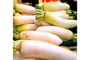 MYSEEDS.CO - BIG PACK SEEDS Big Pack - (3,000) Japanese Daikon - Daikon Radish Seeds - Japanese Radish - Non-GMO Seeds by MySeeds.Co (Big Pack - Daicon Radish)