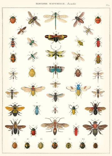 Cavallini & Co. Natural History Insects Decorative Decoupage Poster Wrapping Paper Sheet