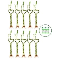 NW Wholesaler - 8" Heart Shaped Lucky Bamboo Arrangement with 5 Free Bottle of Bamboo Fertilizer (10)