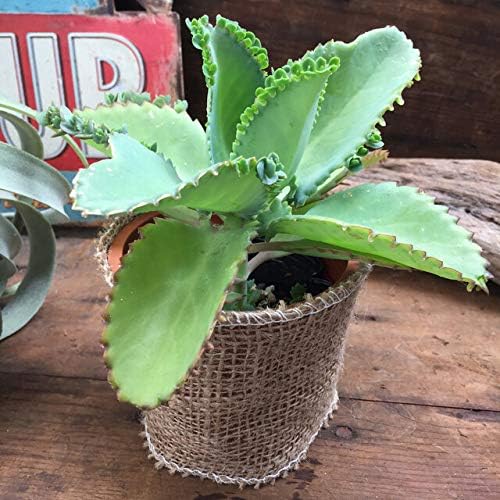 子宝草 多肉植物 セダム 無料サンプルok 観葉植物 ガーデニング