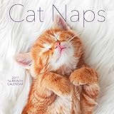 2017 Monthly Wall Calendar - Cat Kitten Naps