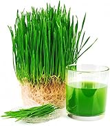 Natures Root Organic Wheatgrass Seeds 250g - Microgreen Sprouts Non GMO view 3