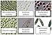 Algae Research Supply Algae Culture for Six Strains, Perfect for School Science Fairs/Projects, Experiments & Classrooms