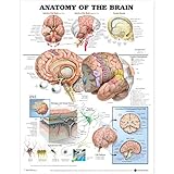 Anatomy of the Brain Anatomical Chart