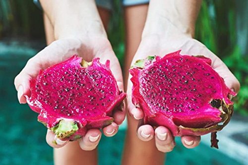 Pink Pitaya Powder - Natural Freeze-Dried Pink Dragon Fruit Superfood Powder - Pink Dragonfruit Powder | Net Weight: 3.53oz/100g