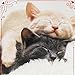 Hallmark Shoebox Funny Valentine's Day Card for Significant Other (Sleeping Kittens)