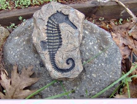 Sea Horse Rock