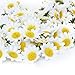 MagicW 11 100Pcs Artificial Wholesale Fake Gerbera Daisy Silk Sunflowers Sun Heads for Wedding Party Flowers Decorations Home D¨¦cor White