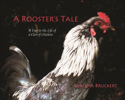 A Rooster's Tale by Claudia Bruckert