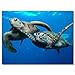 Purple Verbena Art 1 Panel Two Submarine Turtles Under The Sea Pictures Prints on Canvas Walls Paintings, Modern Seaview Animal Giclee Wall Artwork for Home Decor, Stretched and Framed, 12x16 Inch