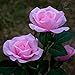 Outdoor Solar Garden Stake Lights, Homeleo Solar Powered Rose Flower Lights for Garden Back Yard Patio Christmas Decoration - Pink
