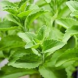Outsidepride Perennial Stevia Sweetleaf Herb Garden