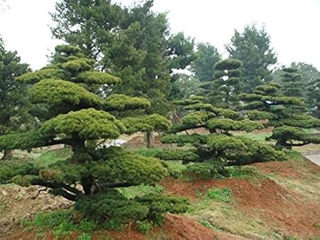 Sellify 40 Pcs Lot Garden Bonsai Suitable Tree Seeds White Pine Podo Carpus Tree Seeds Evergreen Shrubs Plant Seeds Free Shipping Amazon In Garden Outdoors