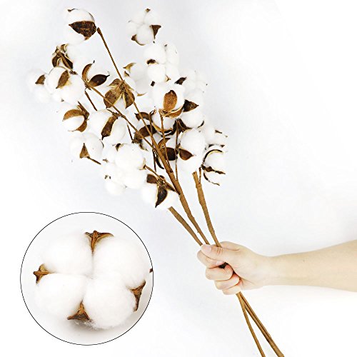 Coceca Cotton Stems - 5 Pack 10 Balls Per Stem - 23 Inch Farmhouse Display Filler-Foral Decoration - Thumbnail 4