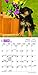 German Shepherd Puppies 2016 Mini 7x7
