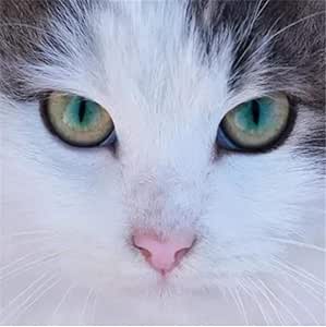 Venta de bordado de diamantes ojos de gato 5D punto de cruz pintura de