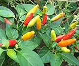 Tabasco Pepper 4 Live Plants - MAKE YOUR OWN SAUCE - Hot