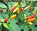 Tabasco Pepper 4 Live Plants - MAKE YOUR OWN SAUCE - Hot