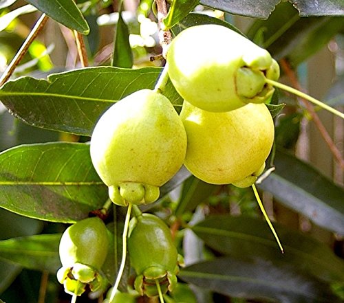 Image result for Rose Apple (Syzygium jambos)