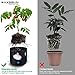 MAXSISUN 5-Pack 7 Gallon Plant Grow Bags, Heavy Duty Thickened Non-Woven Aeration Fabric Pots Container with Reinforced Handles for Gardeningthumb 3