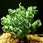 Ochine 10pcs Spiral Grass Seed Shape Like Spring Interest Bonsai Plant