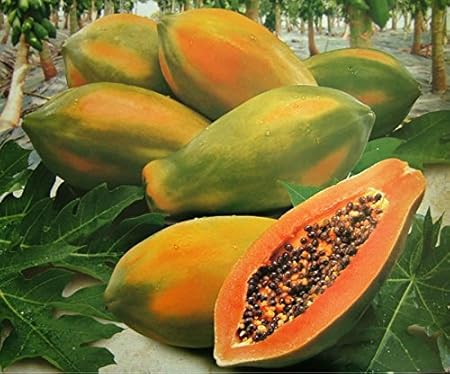 Creative Farmer Papaya Seeds Hybrid Fruit Seeds For Garden Bonsai Suitable Fruit Seeds Garden Pack