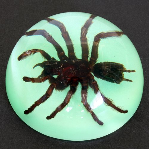 REALBUG 3 1/2" Tarantula Dome Paperweight Glow in The Dark