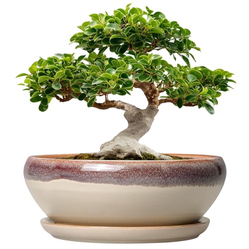 SQOWL Ceramic Bonsai Pot with Saucer