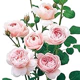 David Austin English Roses Queen of Sweden