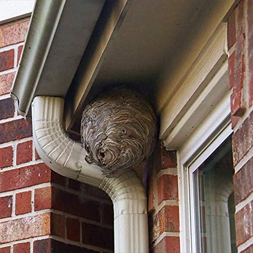 Spectracide Wasp & Killer Spray, Kills Wasps, and Yellow