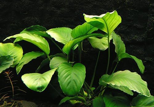 Live Aquarium Plant "Anubias Barteri var. Barteri"