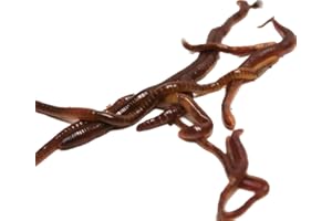 Vermibec's Raised in Canada 1/4 Pound (Approx 250 Worms) of Composting Worms (red wigglers)