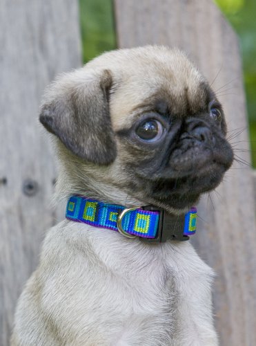 LupinePet Originals 1/2" Sea Glass 8-12" Adjustable Collar for Small Dogs