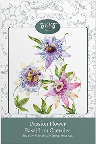 Bees Flower Seeds - Passion Flower Seeds