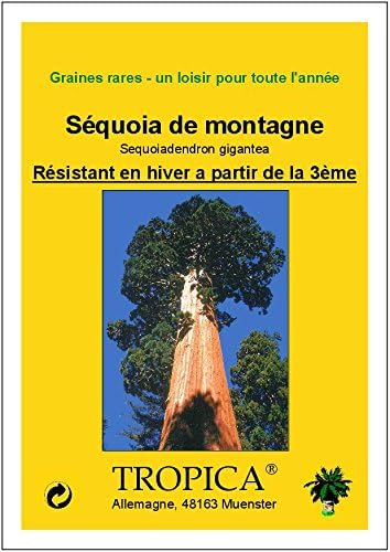 TROPICA - Secuoya gigante (Sequoiadendron gigantea) - 50 semillas ...
