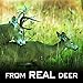 Outdoor Hunting Lab Hot Doe Estrus Buck Attractant Whitetail Lure Hunting Scent Natural Urine Deer Pee Heat