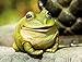 Evergreen Garden Cute Portly Frog Outdoor Statue and Secret Key Holder | Weatherproof and Outdoor Safe | Garden Sculpture | Porch Garage or Patio Home Decor | 6 Inches Tall