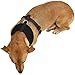 Paws & Pals Pet Control Harness for Dog & Cat Easy Soft Walking Collar, Medium, Black