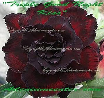 Amazon Com Adenium Obesum Desert Rose Triple Flower Triple Good